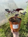 Żurawka Black Pearl sadzonka C2