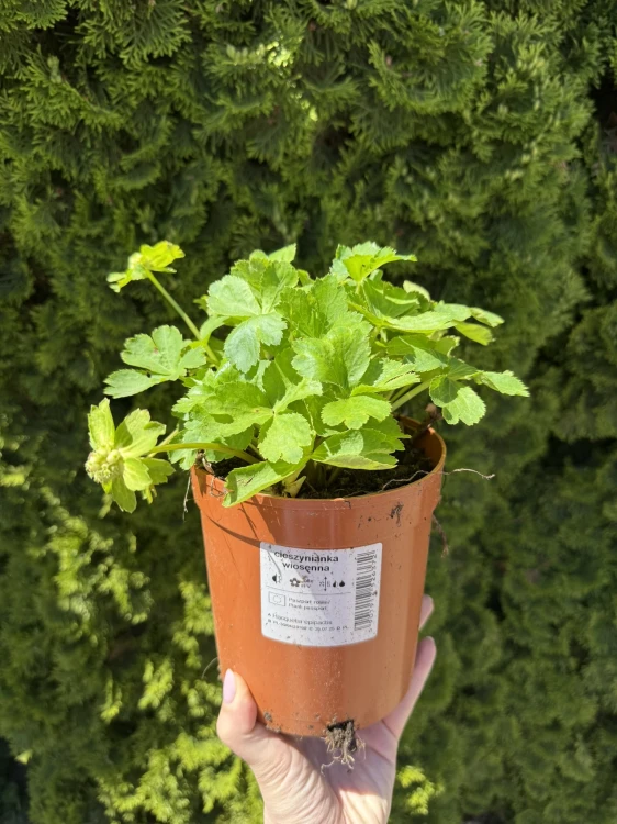 Cieszynianka wiosenna sadzonka C2