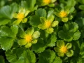 Cieszynianka wiosenna sadzonka C2