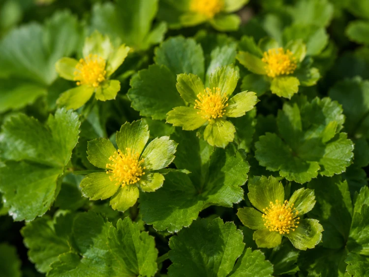 Cieszynianka wiosenna sadzonka C2