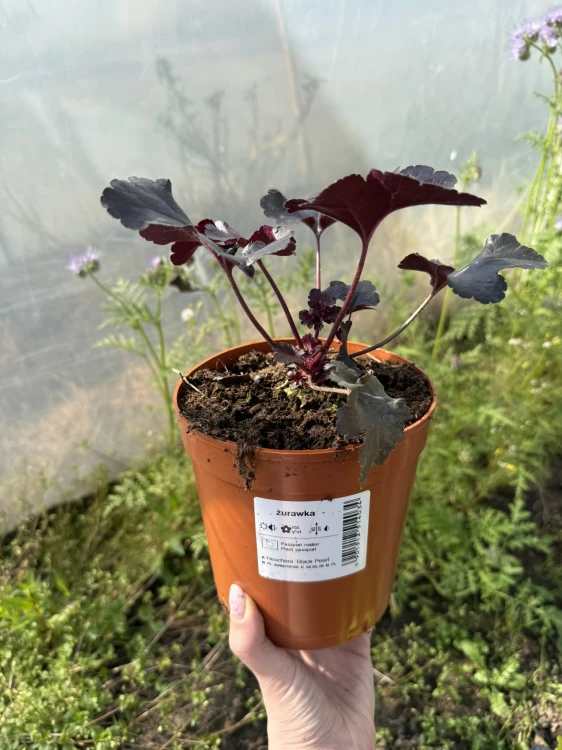 Żurawka Forever Purple sadzonka C2
