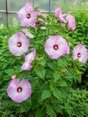Hibiskus (Ketmia) Luna Pink Swirl sadzonka C2