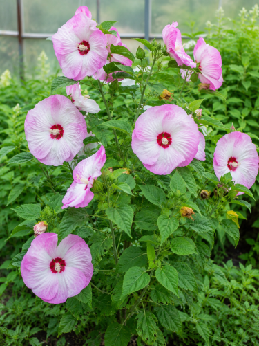 Hibiskus (Ketmia)