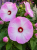 Hibiskus (Ketmia)