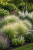 Ostnica (Stipa) Pony Tail sadzonka C2
