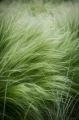 Ostnica (Stipa) Pony Tail sadzonka C2