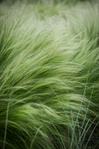 Ostnica (Stipa) Pony Tail sadzonka C2