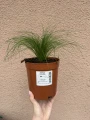 Ostnica (Stipa) Pony Tail sadzonka C2
