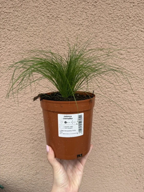 Ostnica (Stipa) Pony Tail sadzonka C2