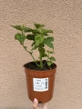 Hibiskus (Ketmia)