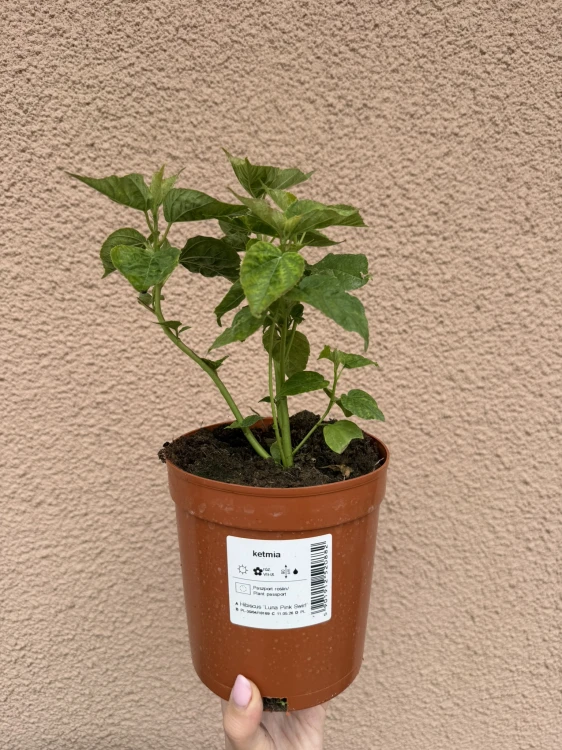 Hibiskus (Ketmia)