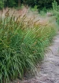 Turzyca muskegońska (Carex) C2