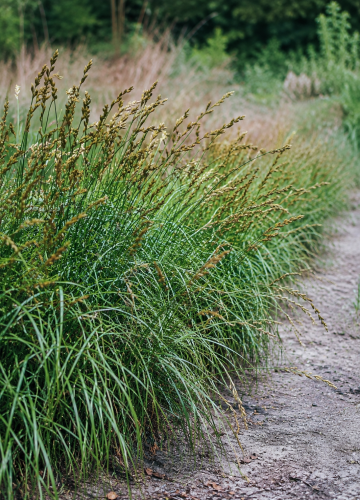 Turzyca muskegońska (Carex) C2