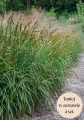 Turzyca muskegońska (Carex) C2