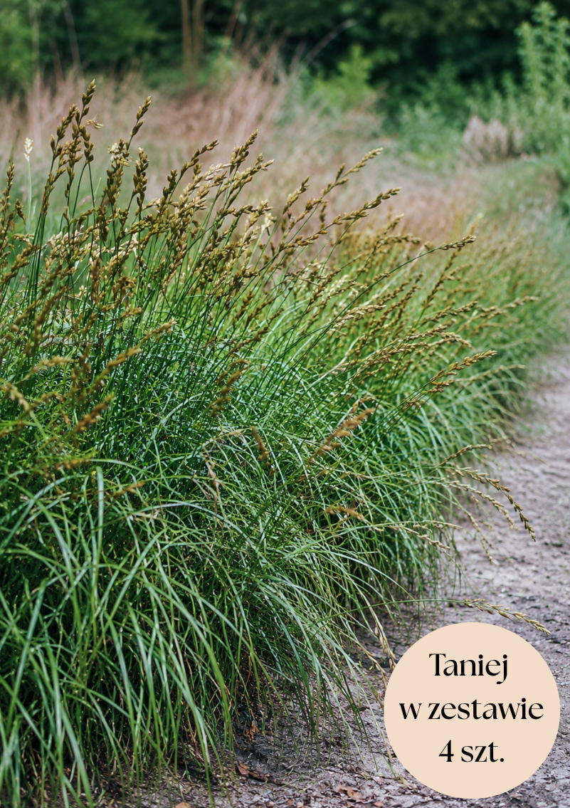 Turzyca muskegońska (Carex) C2, zestaw 4 szt.