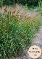 Turzyca muskegońska (Carex) C2, zestaw 4 szt.