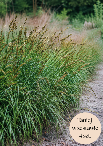 Turzyca muskegońska (Carex) C2