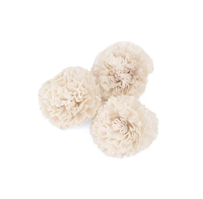 Shola flower - white daisy 6cm (1) (1) (1)