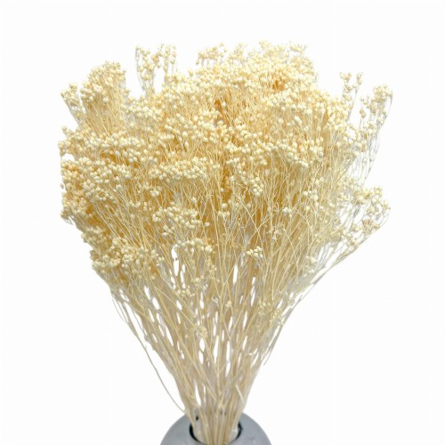 Suszony Broom Bloom bielony