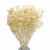 Suszony Broom Bloom bielony