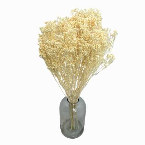 Suszony Broom Bloom bielony