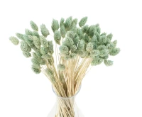 Dried phalaris mint- canary grass - 90 pcs.