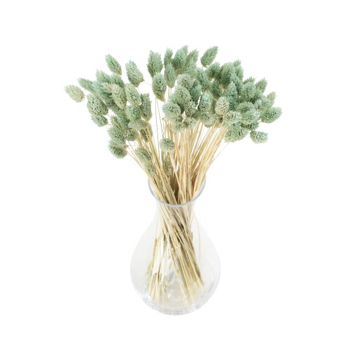 Phalaris suszony miętowy