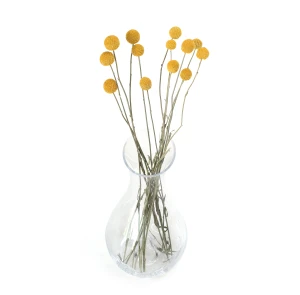 Billy Buttons (Craspedia) Natural  - dried flowers