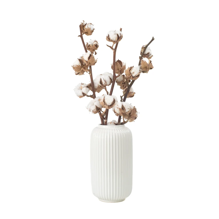 Gałązka bawełny 10 pąków