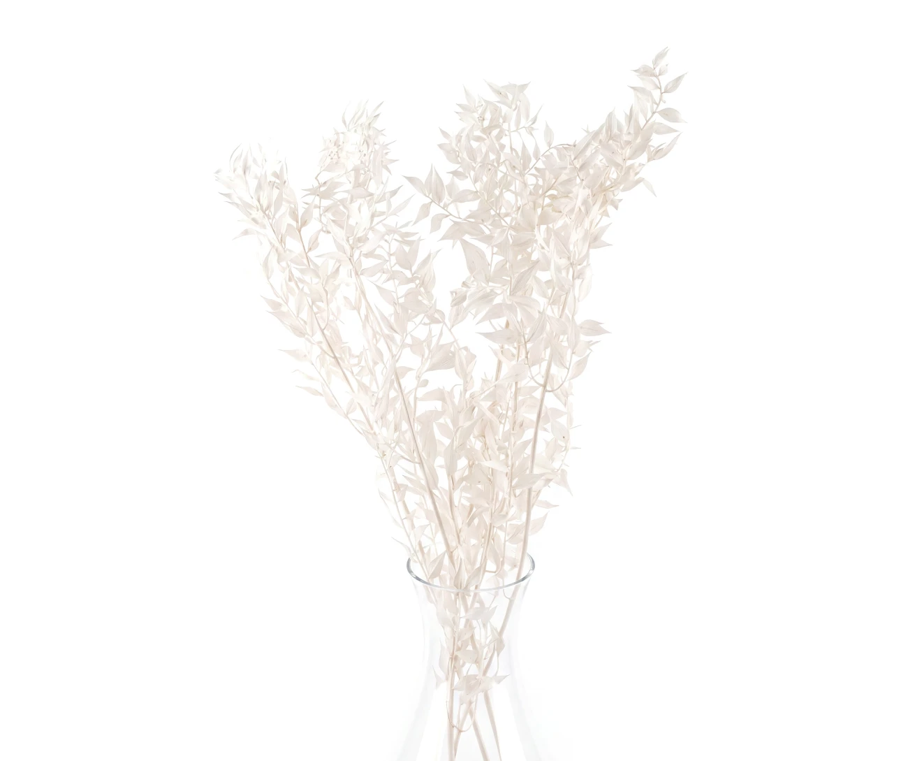 Preserved bleached ruscus 5 stems