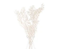 Preserved bleached ruscus 5 stems