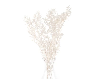 Preserved bleached ruscus 5 stems