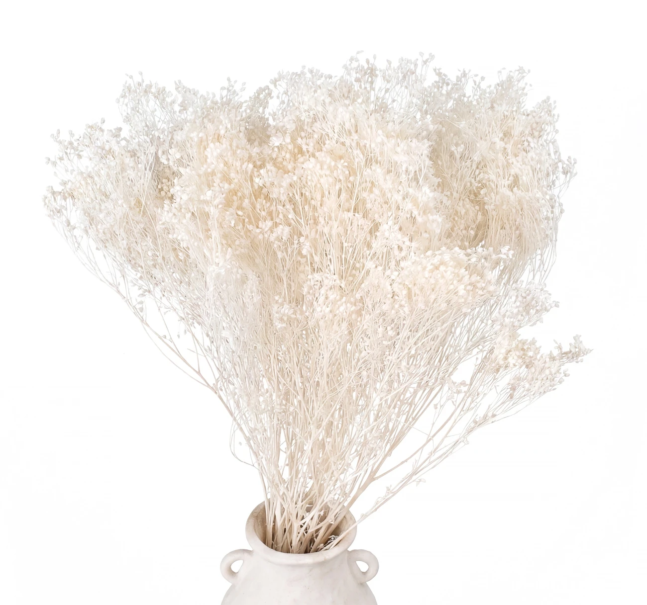 Broom Bloom bleached 100g - broom - dried flowers