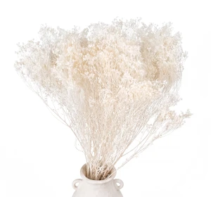 Broom Bloom bleached 100g - broom - dried flowers