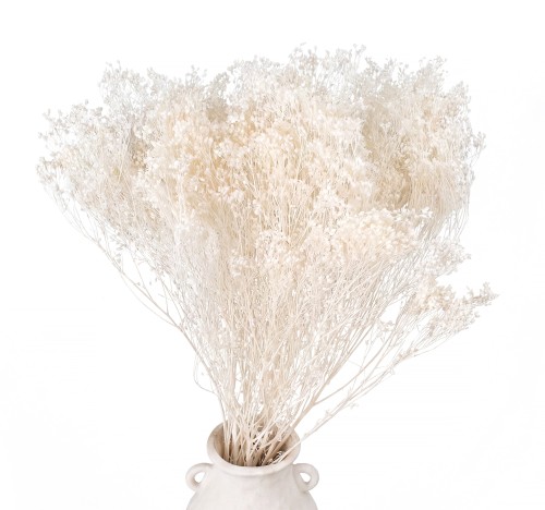 broom bloom.jpg