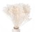 broom bloom.jpg