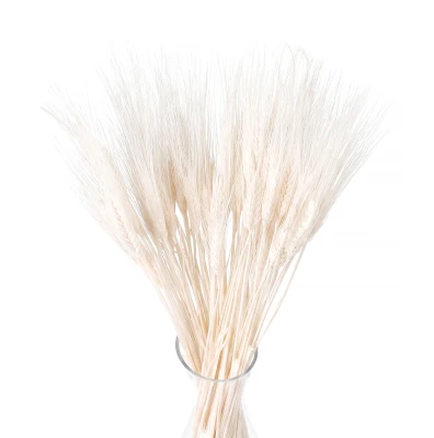 Dried bleached wheat 60 pcs. (1)