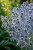 Mikołajek płaskolistny Blue Cup, sadzonka C2