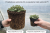 Szałwia omszona fioletowa
