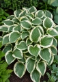 Funkia ogrodowa Hosta (Minuteman) sadzonka C2