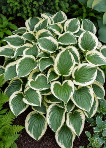 Funkia ogrodowa Hosta (Minuteman) sadzonka C2