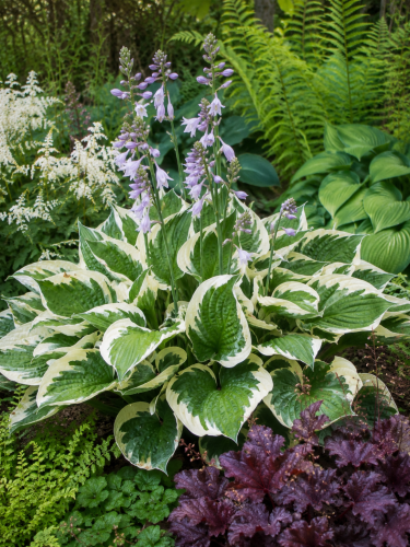Funkia ogrodowa Hosta (Minuteman) sadzonka C2