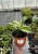 Funkia ogrodowa Hosta (Minuteman) sadzonka C2