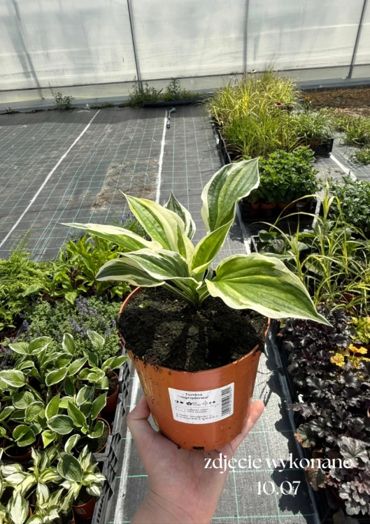 Funkia ogrodowa Hosta (Minuteman) sadzonka C2