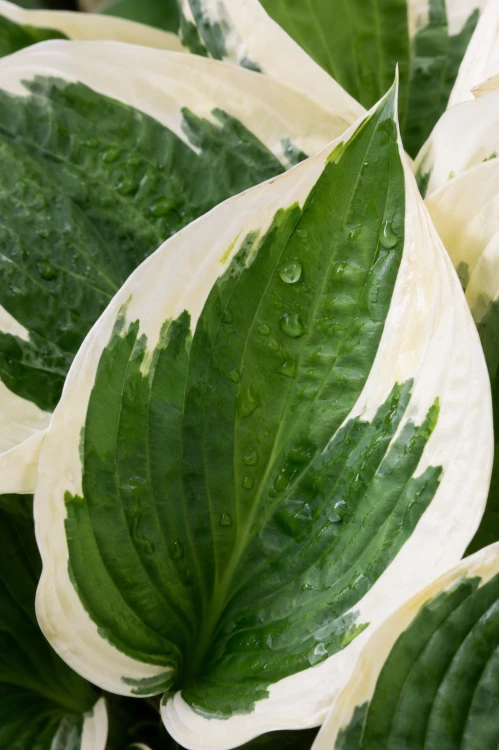 Funkia ogrodowa Hosta (Minuteman) sadzonka C2