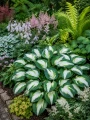 Funkia ogrodowa Hosta (Fire & Ice)