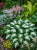 Funkia ogrodowa Hosta (Fire & Ice)