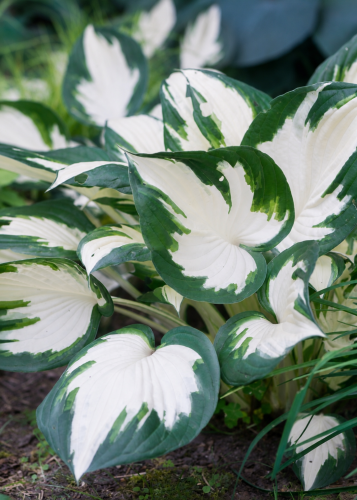 Funkia ogrodowa Hosta (Fire & Ice)
