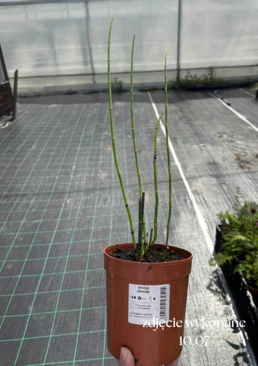 Skrzyp zimowy (Equisetum hyemale), sadzonka C2