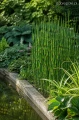 Skrzyp zimowy (Equisetum hyemale), sadzonka C2